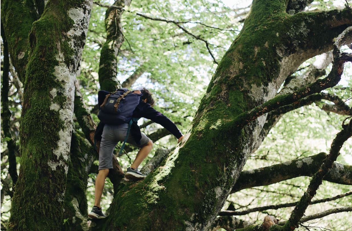 5 Tree-Friendly Workouts for Tree Climbers | WorkoutCave